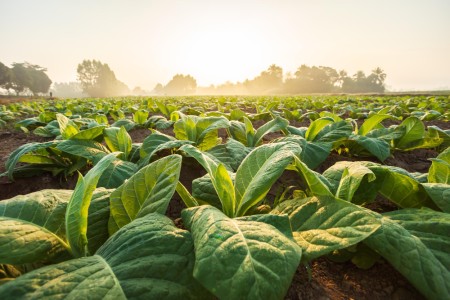 age to buy tobacco nevada Did you know that the legal age to purchase and use vaping products in the  United States is 21 years of age? For more information about youth nicotine  use visit  https://med.stanford.edu/halpern-felsher-reach-lab/parent-corner.html