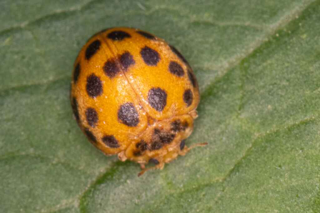 Epilachna Grub (Hadda Beetle) — 1 crops, 3 products | ACROP AI | ACROP AI