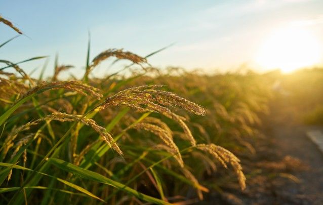 Rice Rate in Kerala — Latest Mandi Rates