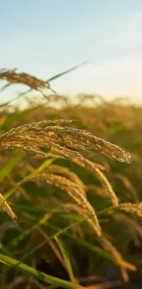 Rice Rate Today — Live Rice Price in India