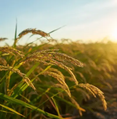 Paddy Rate Today — Live Paddy Price in India