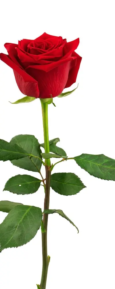 rose-price-in-india-as-of-24-aug-2026